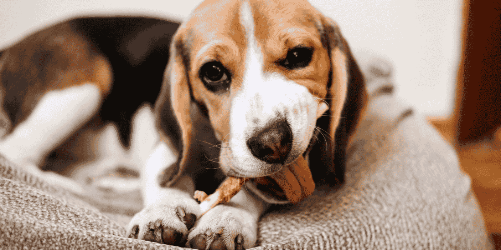 How to Choose the Right Treats for Your Dog?