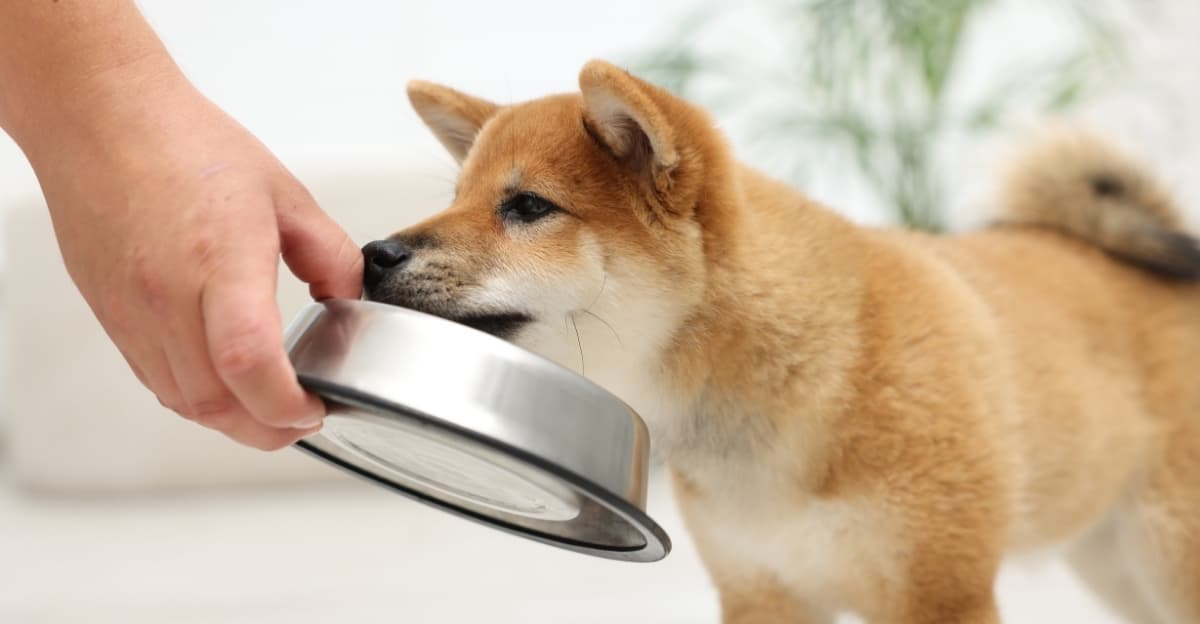 Complete Puppy Feeding FAQ: A Guide for New Pet Parent