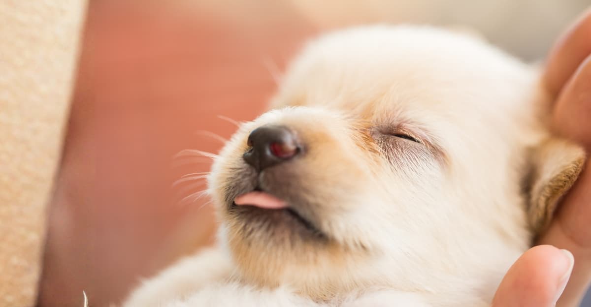 6 Mistakes New Puppy Parent Make (And How to Avoid Them)