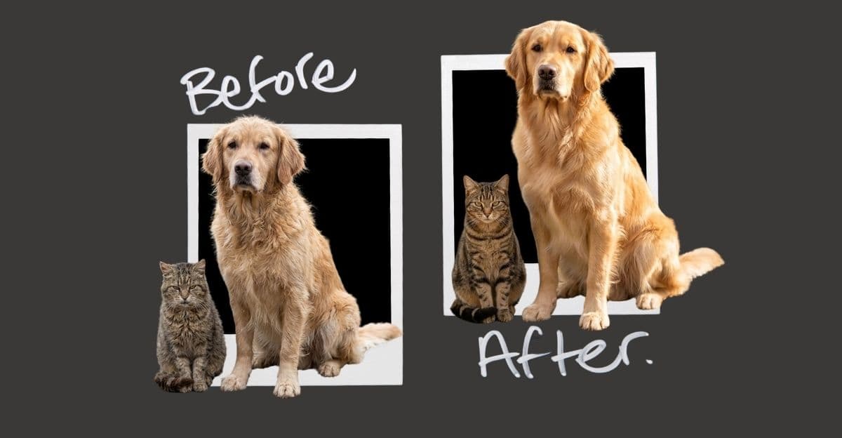 Week 4 Coat Check: Visible Improvement in Dull Fur & Dry Skin with Omega 3 Support