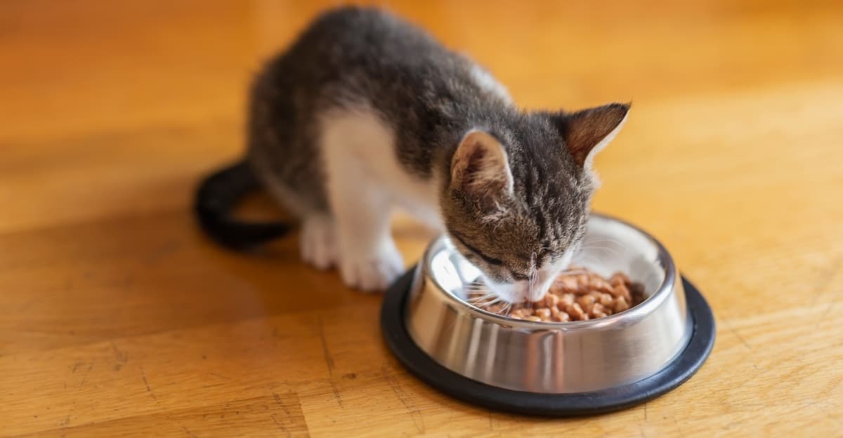 Feeding Your Kitten: A Month-by-Month Guide for New Cat Parent