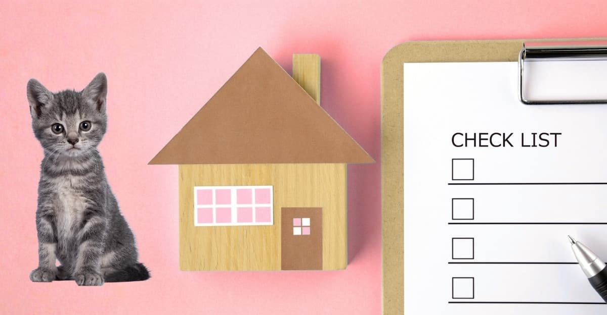 Preparing for the New Kitten: Everything You Need Before They Arrive