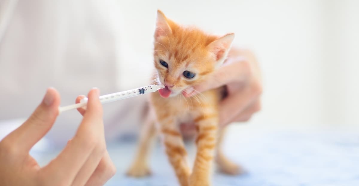 Keeping Your Kitten Healthy: A Guide to Care, Wellness and Early Prevention
