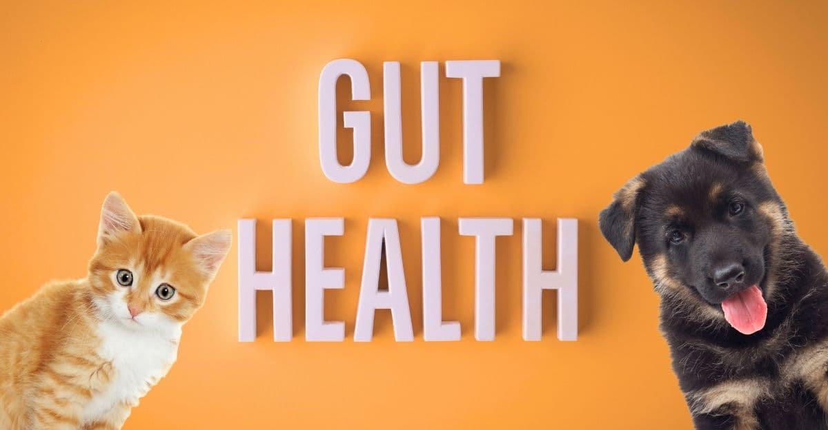 The Complete Gut Health Solution: A Gentle Recovery Plan for Your Pet