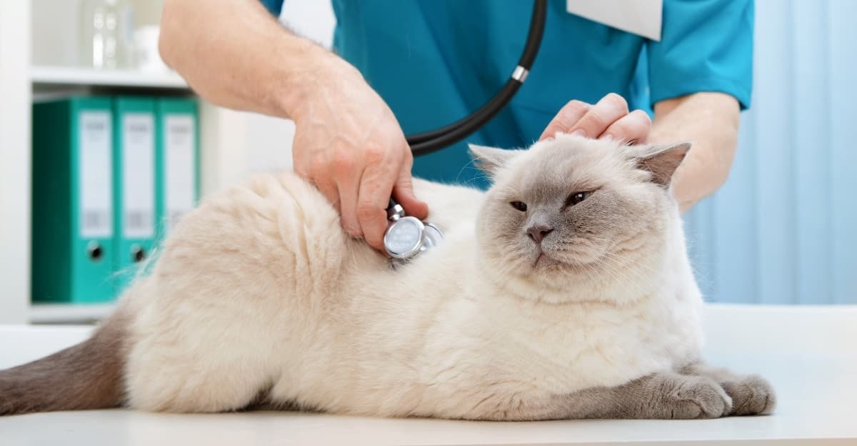 Why Does My Pets Gain Weight After Spaying?