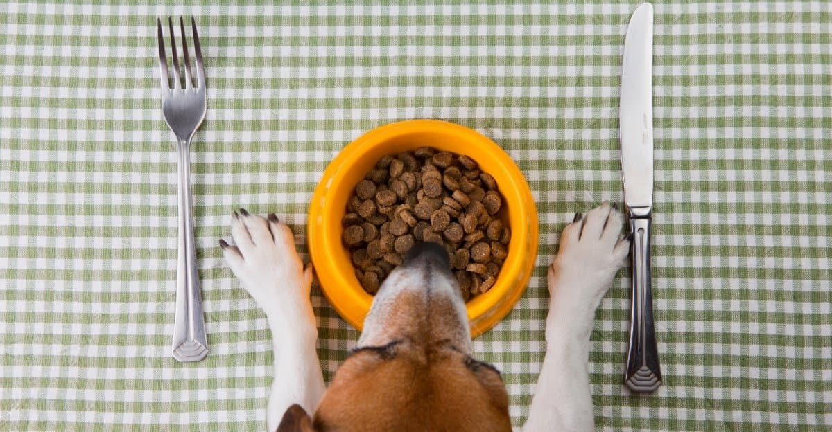 Slower Feeders, Smarter Decisions: Simple Ways to Help Your Overweight Dog or Cat Lose Weight