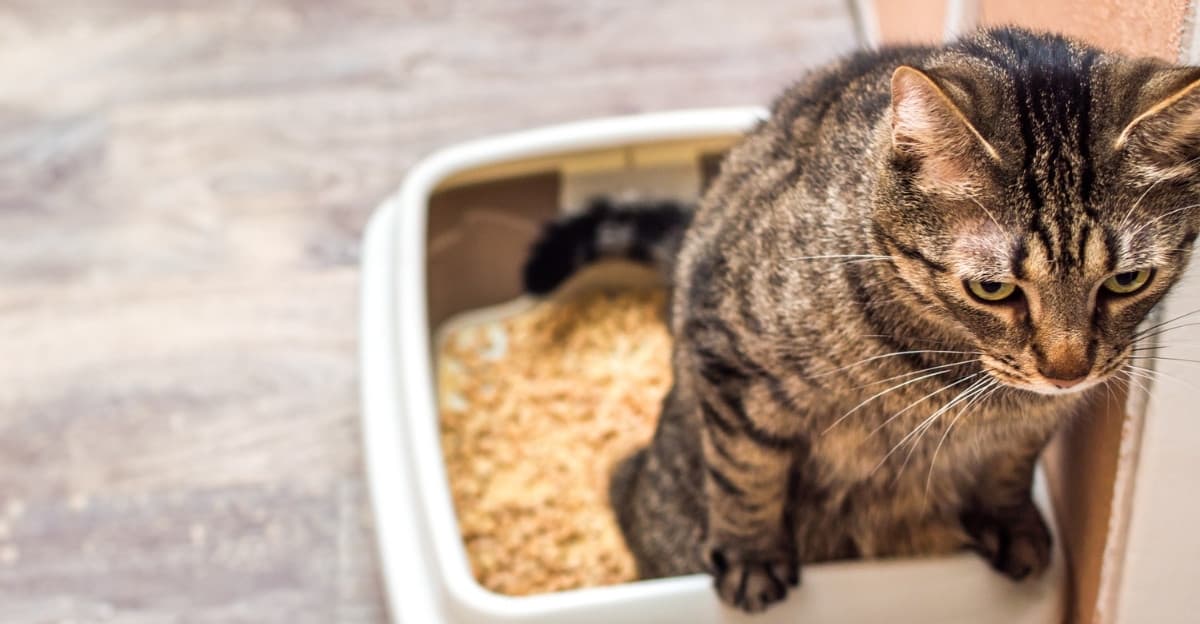 Cats Straining to Pee? Wet Food vs Dry Food: The Urinary Health Case