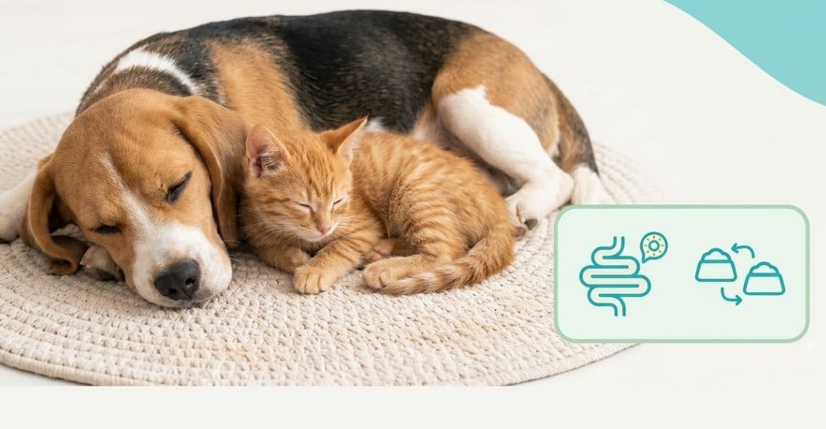 Understanding the Root Cause of Sensitive Stomach & Loose Stools in Pets