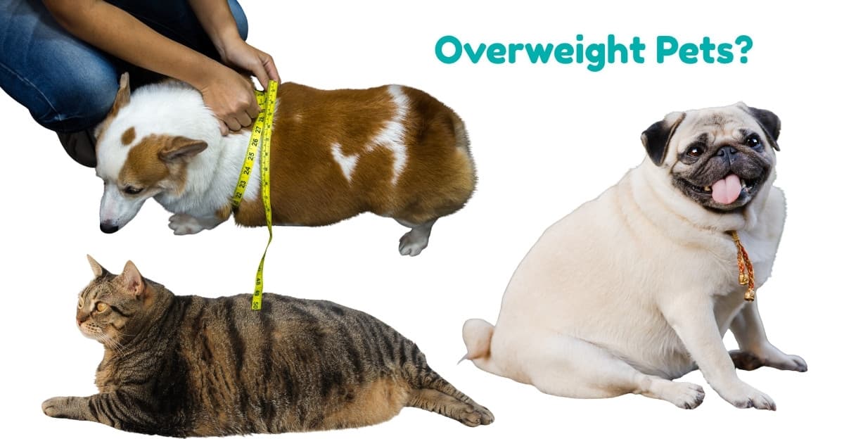Worried About Your Pet’s Weight? Spot the Signs of Weight Gain in Dogs and Cats