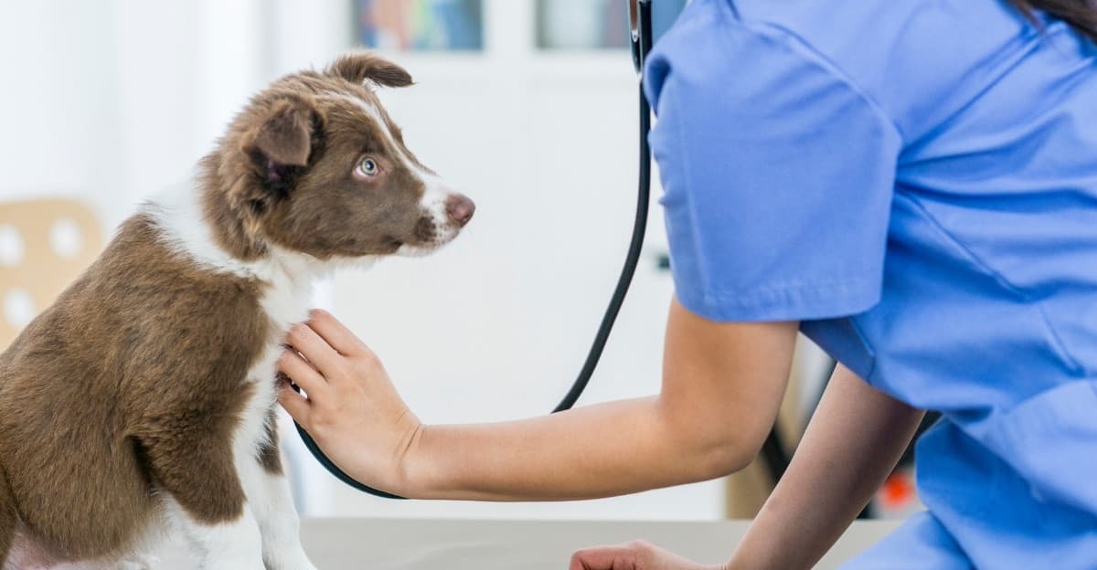 The Complete Puppy Health Guide: Vaccination, Vet Visits, Deworming & Outdoor Safety