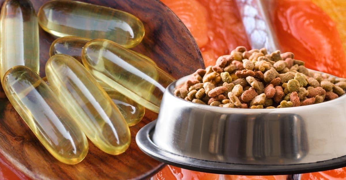 Healthy Skin Starts at Mealtime: 4 Simple Way to Support Your Pet's Coat