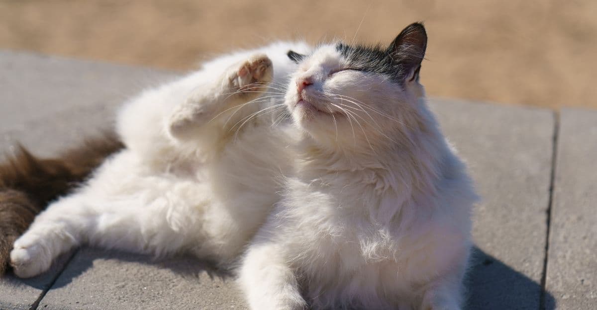 Why Is My Dog or Cat Constantly Scratching Even Without Flea? 5 Possible Causes
