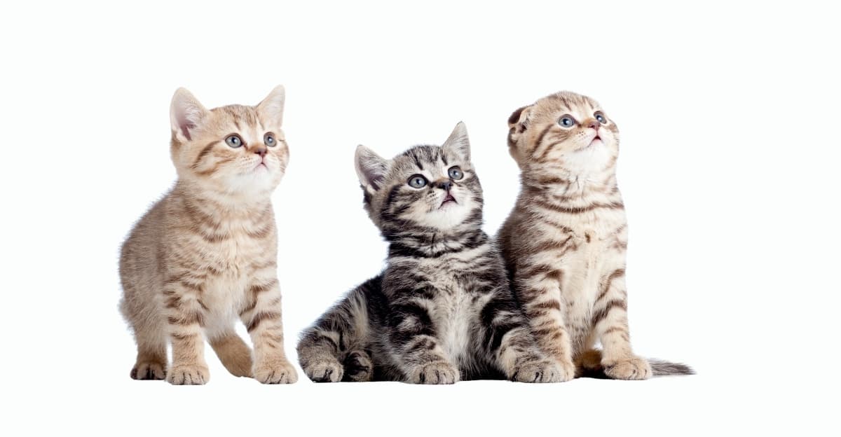 First Time Kitten Parent? Here's Everything You Need to Know