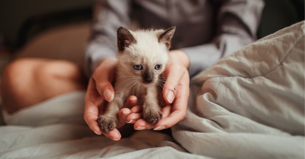 Your New Kitten's First Weeks: 6 Mistakes to Avoid