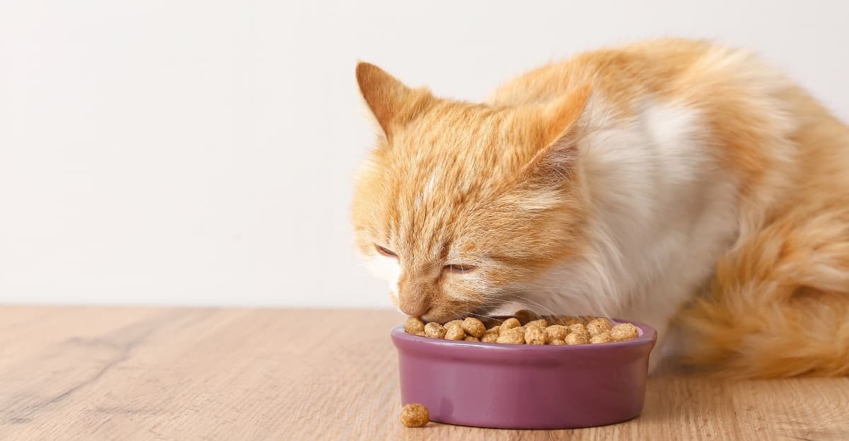 Why Indoor Cats on Dry Only Diets May Face Urinary Health Risks
